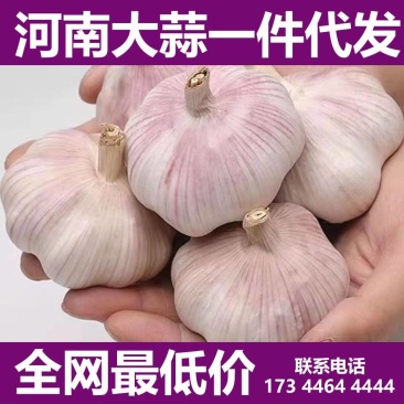 大蒜批发一件代发对接电商供应链市场档口价格低