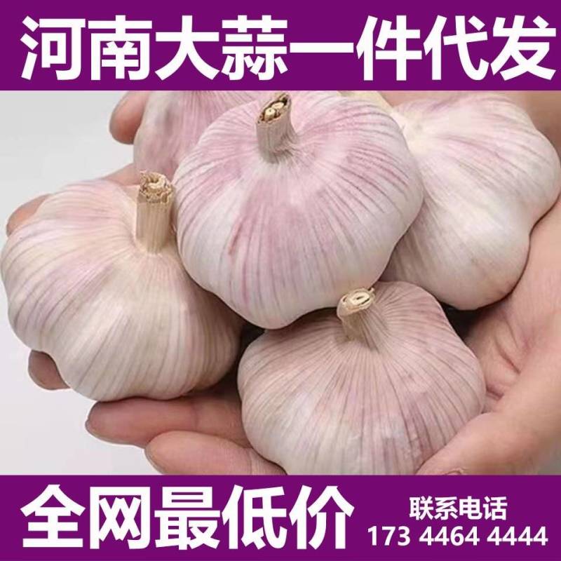 大蒜批发一件代发对接电商供应链市场档口价格低