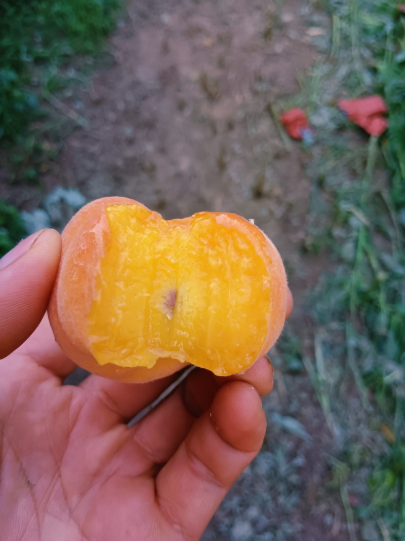 毛蟠（农户种植自产自销）
