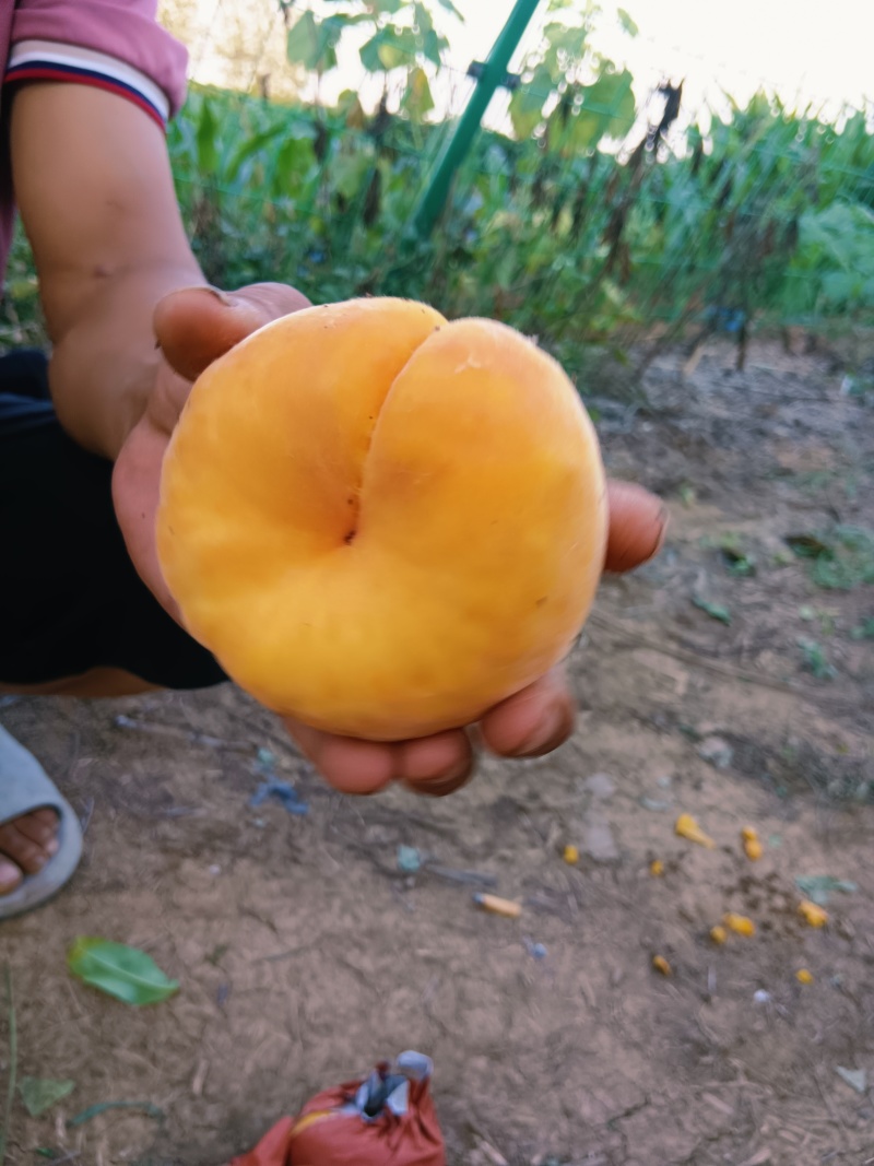 毛蟠（农户种植自产自销）