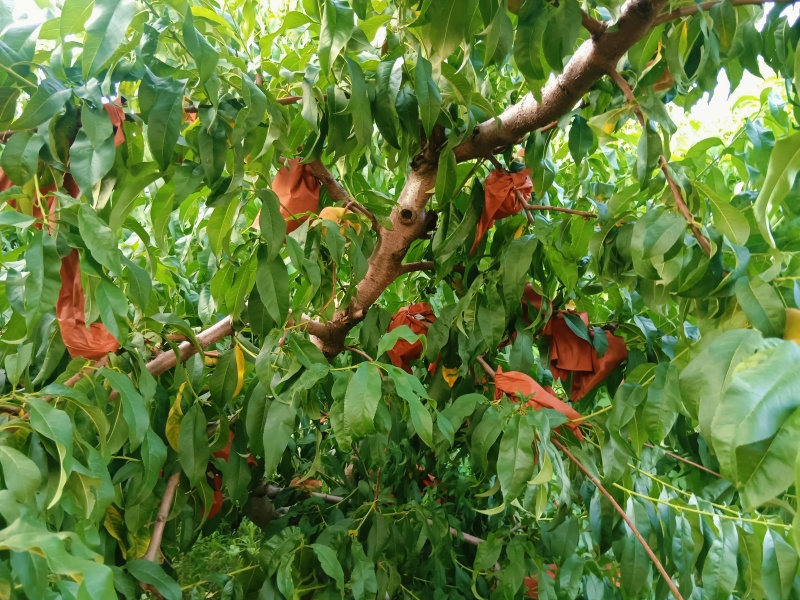 毛蟠（农户种植自产自销）