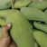 攀枝花大金煌芒量大无忧品质一级