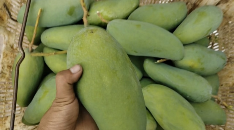 攀枝花大金煌芒量大无忧品质一级