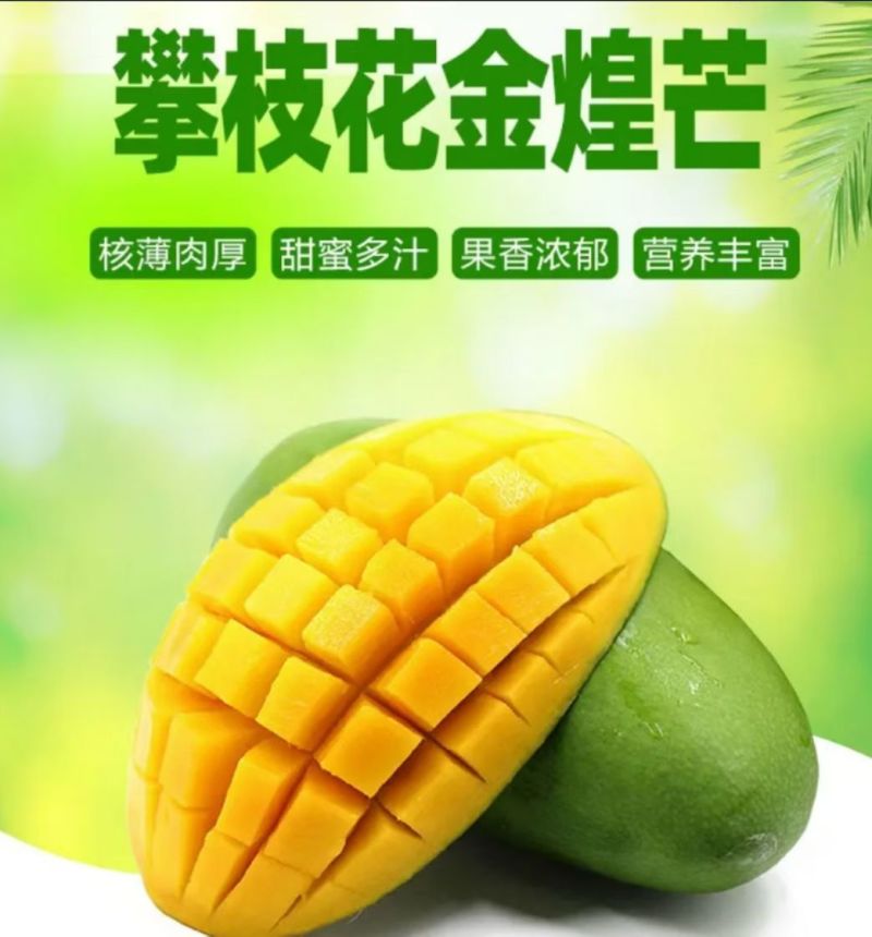 攀枝花大金煌芒量大无忧品质一级