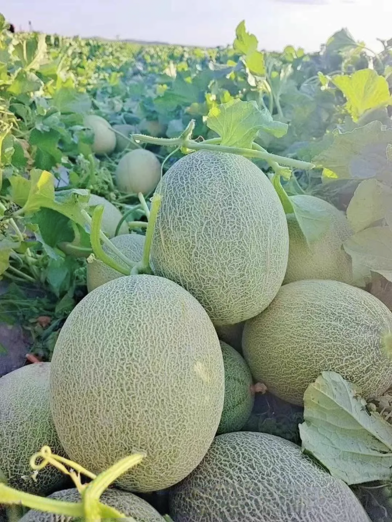 新疆小蜜25号，金色年华