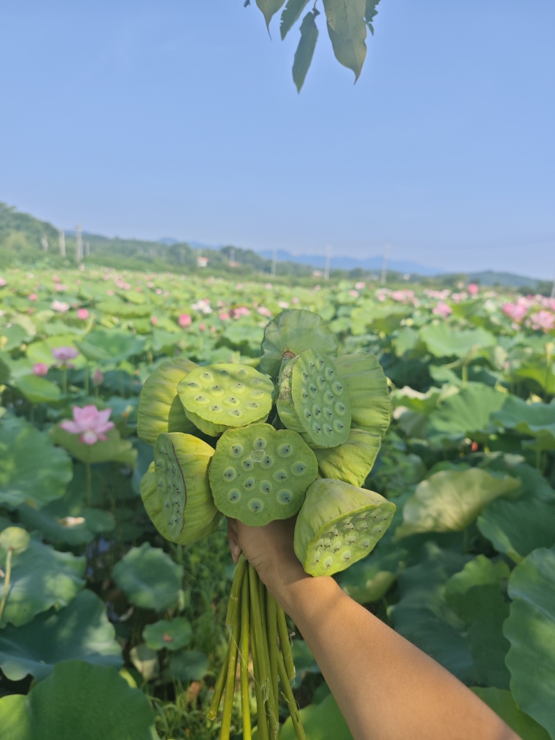 2025新鲜嫩莲蓬水果莲蓬可生吃