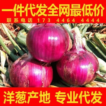 二红洋葱全国发货对接批发市场档口量大价优