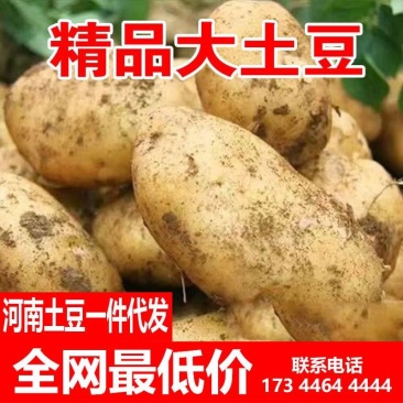 黄心土豆批发一件代发对接市场档口商超价格可谈