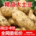 黄心土豆批发一件代发对接市场档口商超价格可谈