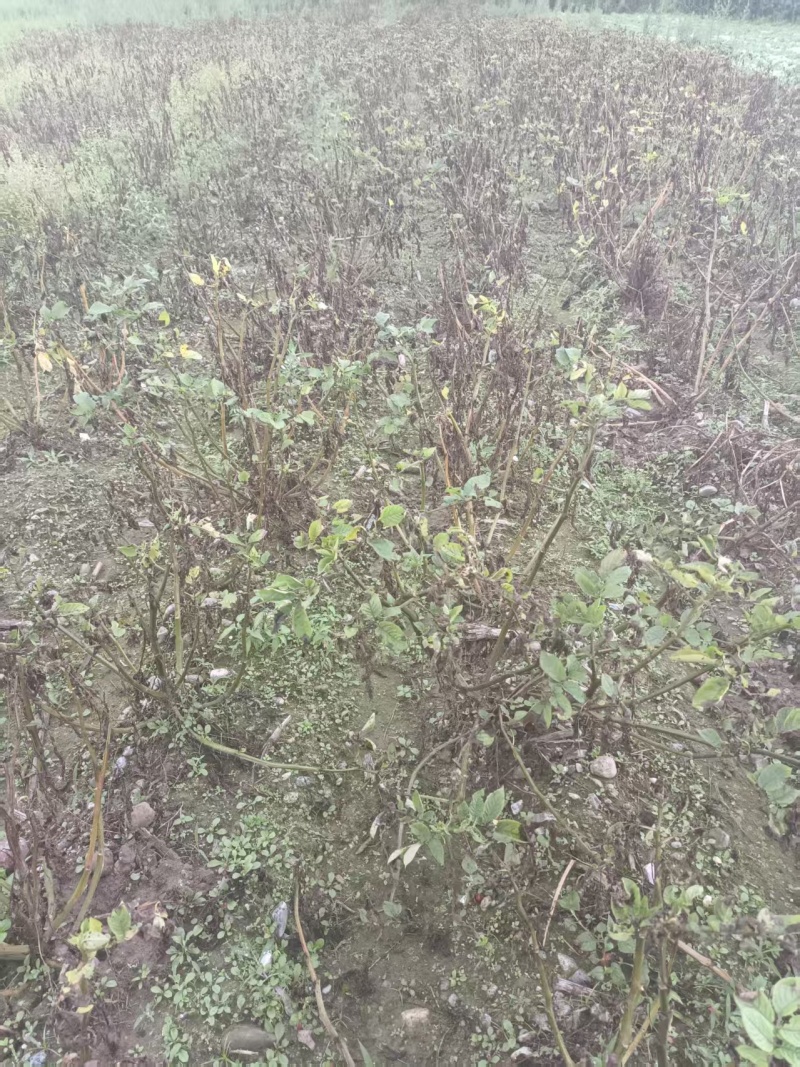 大凉山沙地红皮黄心土豆