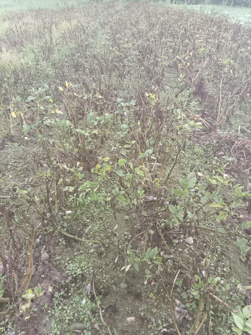 大凉山沙地红皮黄心土豆