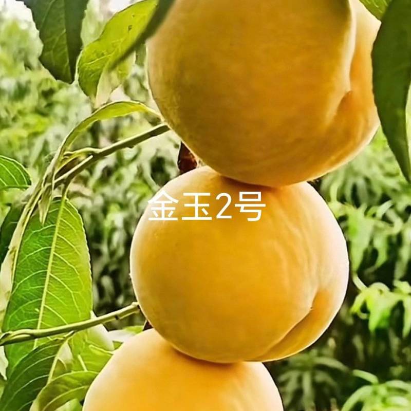 中桃金玉2号桃苗，早熟个大外观美永不变软黄肉桃