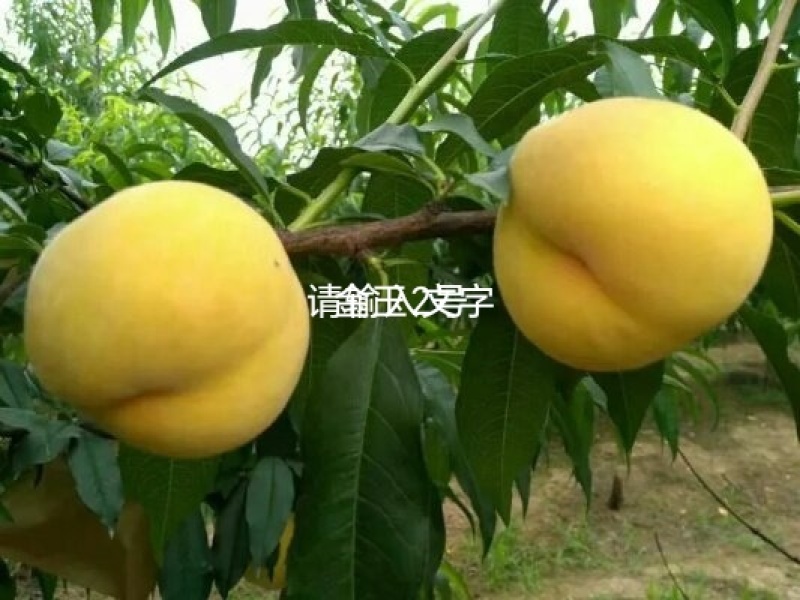 中桃金玉2号桃苗，早熟个大外观美永不变软黄肉桃