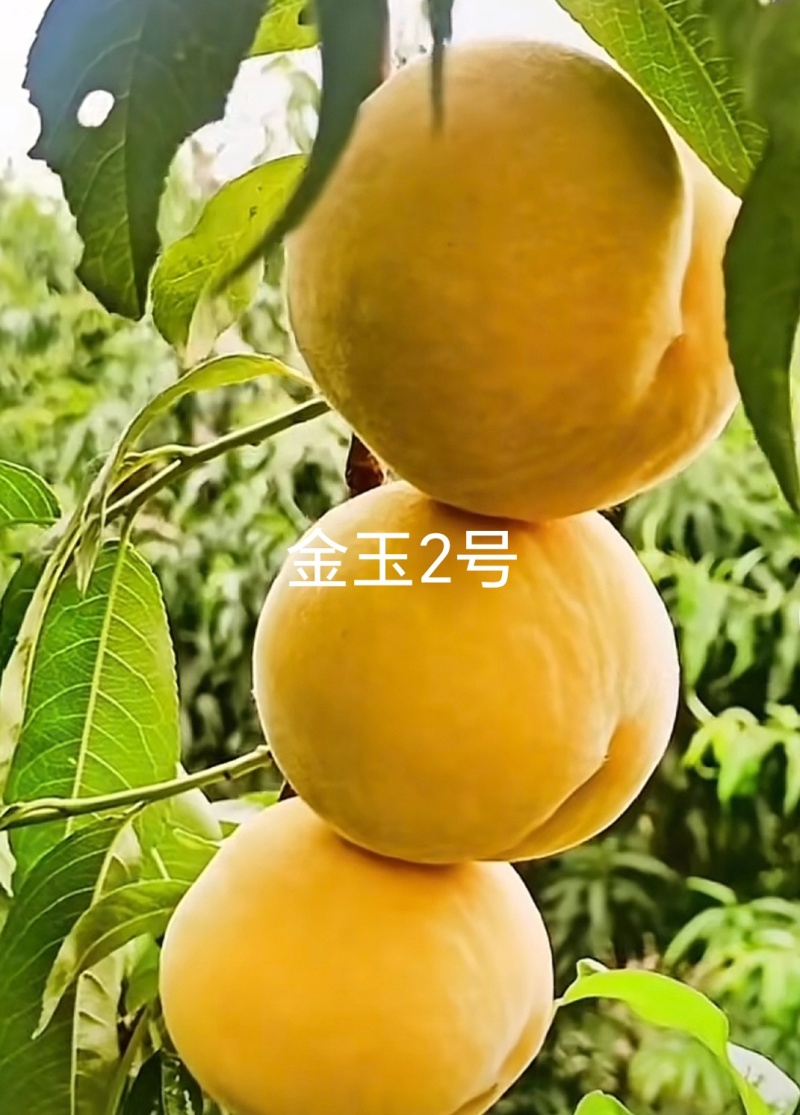 中桃金玉2号桃苗，早熟个大外观美永不变软黄肉桃