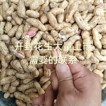 开封花生，