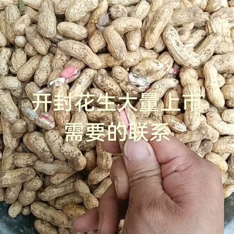 开封花生，