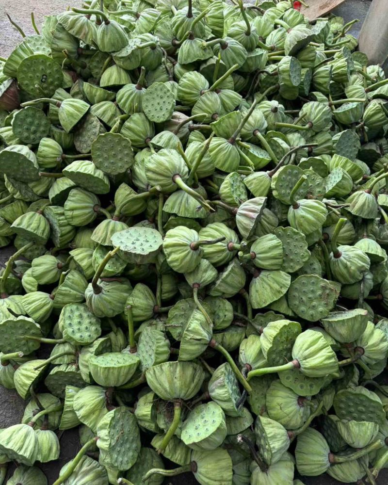 新鲜莲蓬