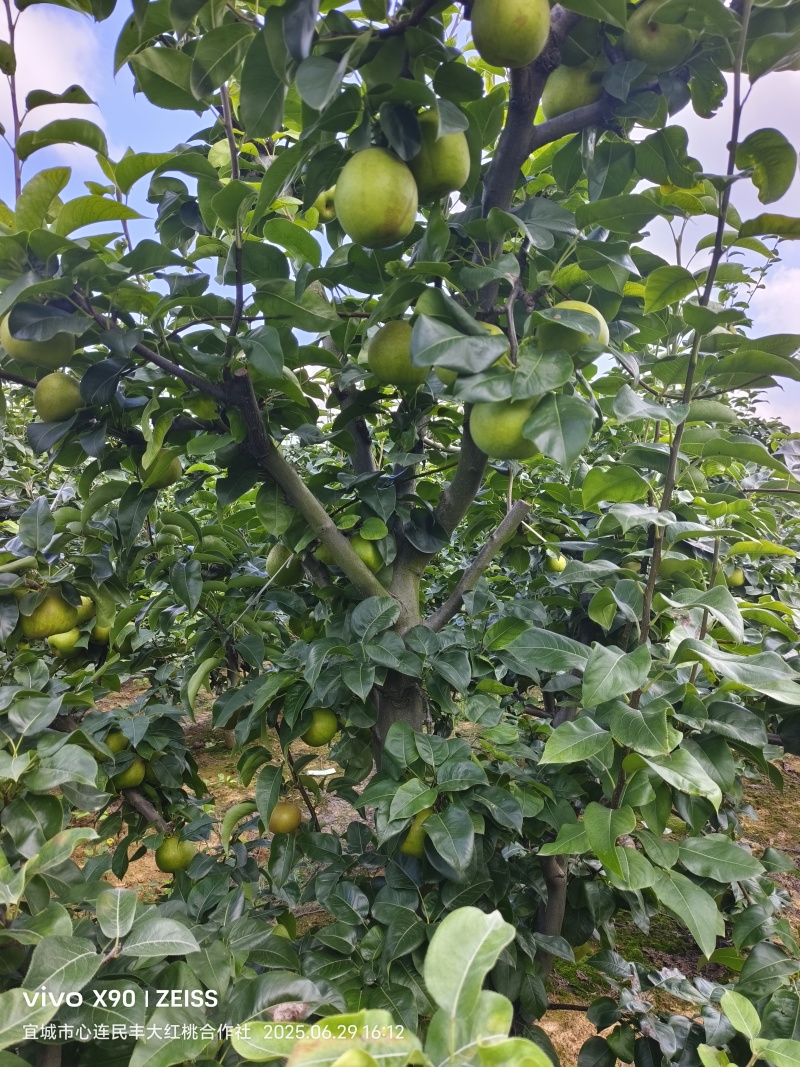 湖北宜城翠冠梨上市啦
