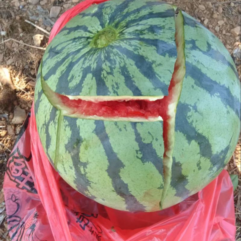 正品保障西瓜随时可聊