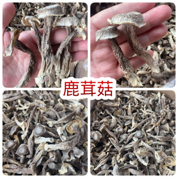 鹿茸菇地摊电商批发厂家直供批发食用菌鹿茸菇干干鹿茸菇
