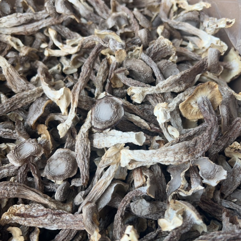 鹿茸菇地摊电商批发厂家直供批发食用菌鹿茸菇干干鹿茸菇