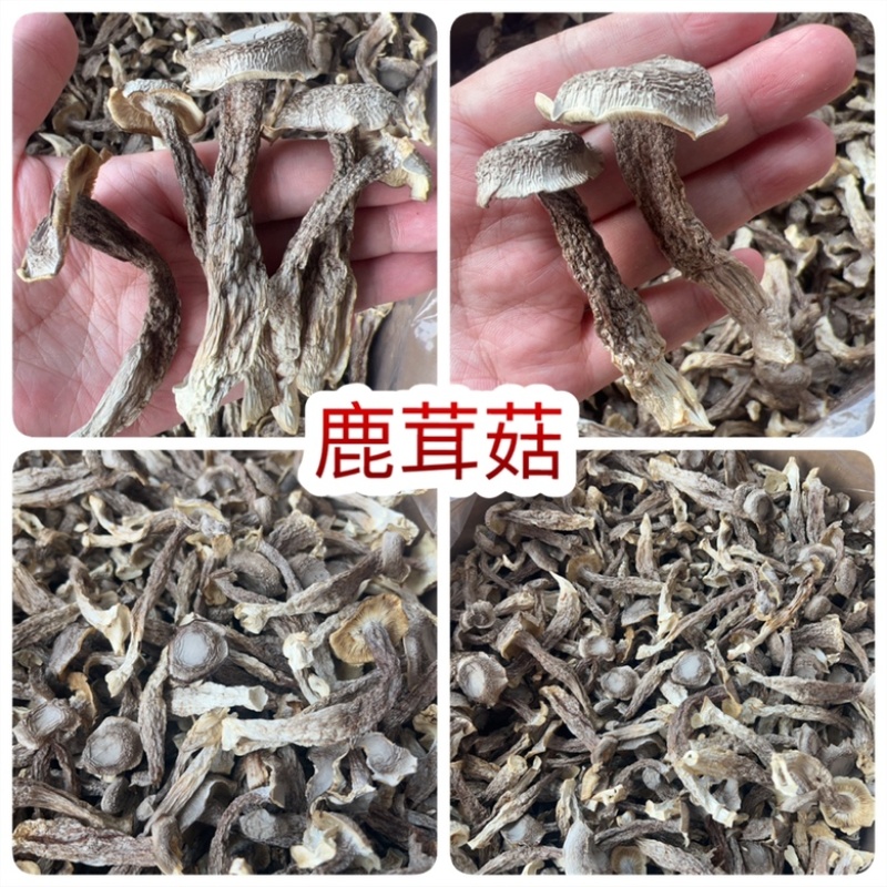 鹿茸菇地摊电商批发厂家直供批发食用菌鹿茸菇干干鹿茸菇
