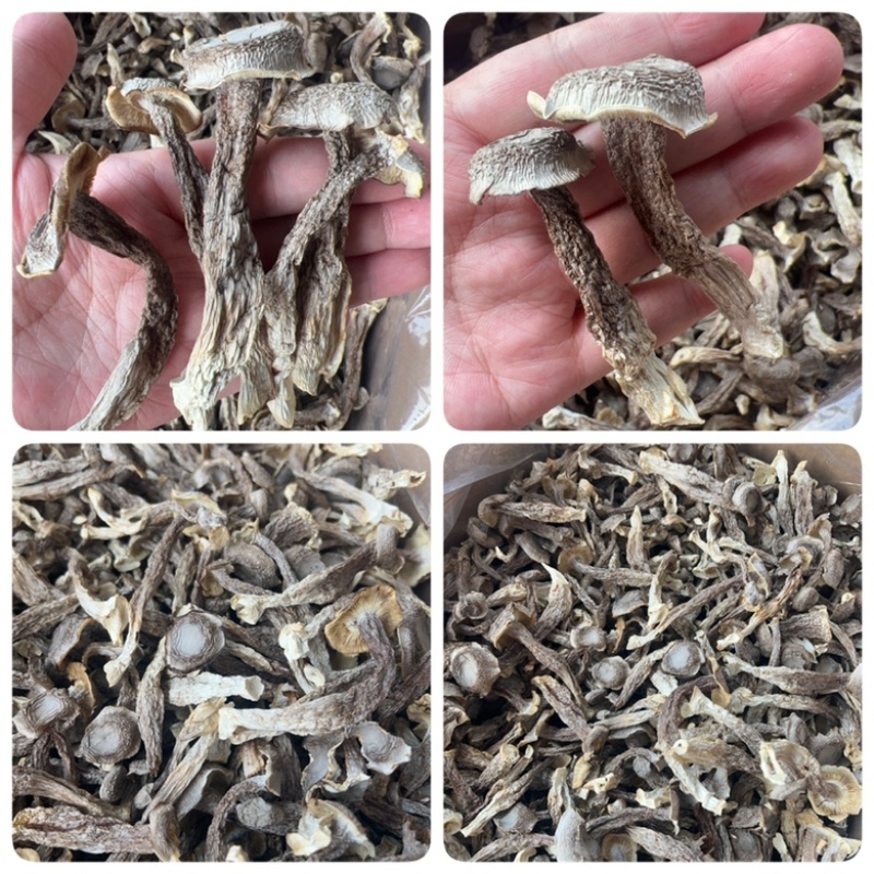 鹿茸菇地摊电商批发厂家直供批发食用菌鹿茸菇干干鹿茸菇