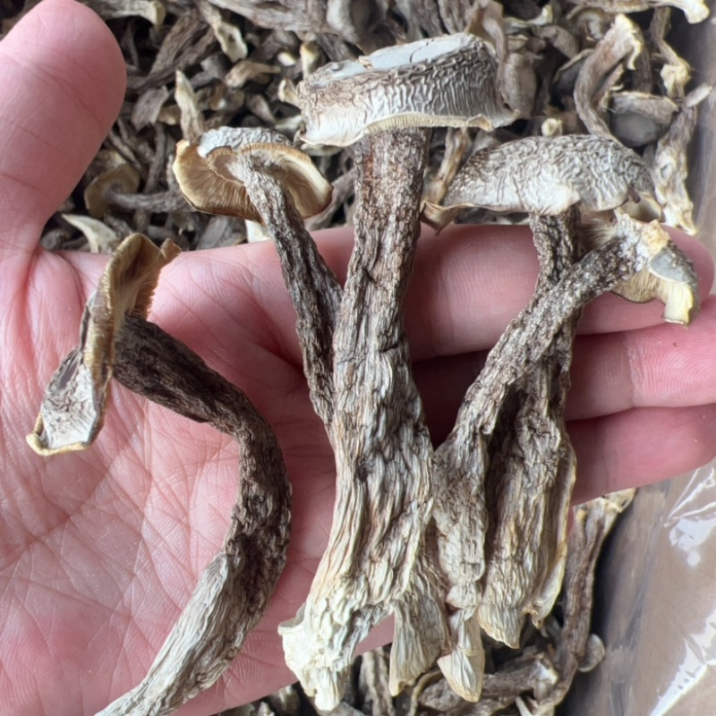 鹿茸菇地摊电商批发厂家直供批发食用菌鹿茸菇干干鹿茸菇