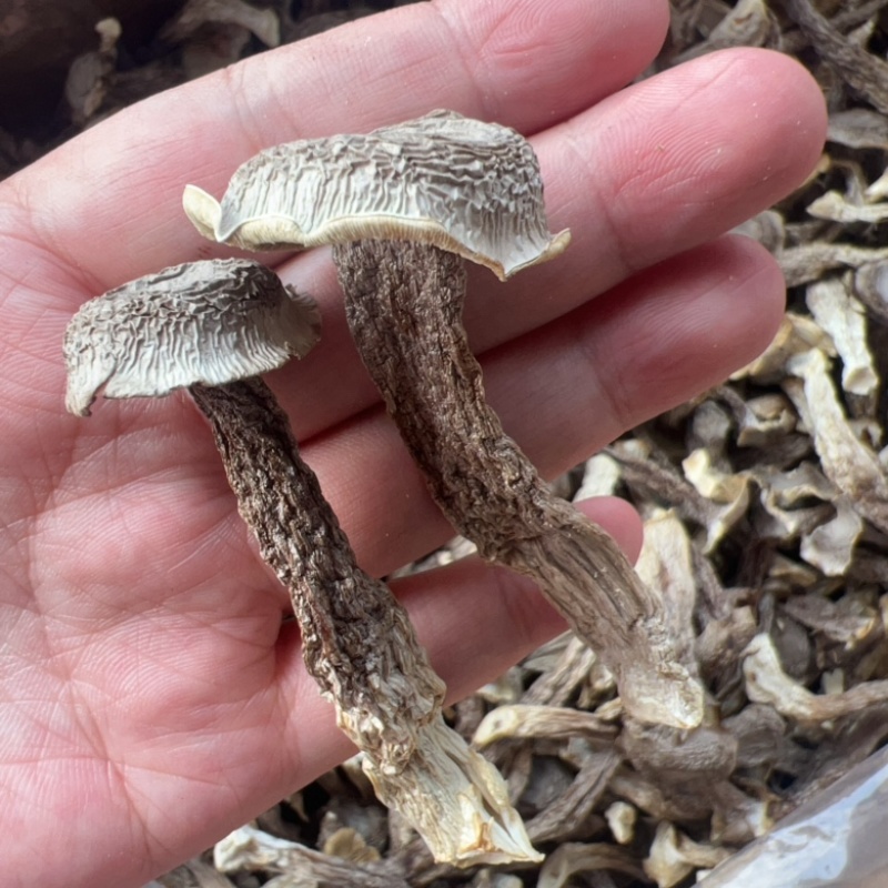 鹿茸菇地摊电商批发厂家直供批发食用菌鹿茸菇干干鹿茸菇