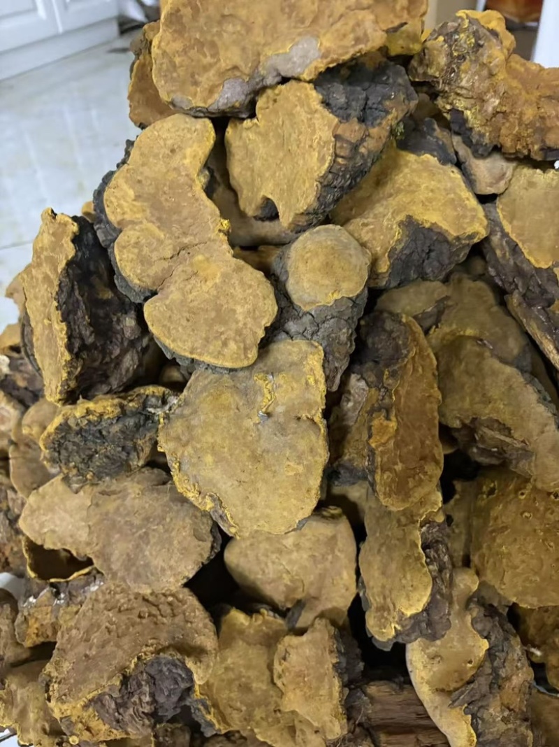 西藏野生桑树桑黄常年供货量大从优全国发货，保质保量