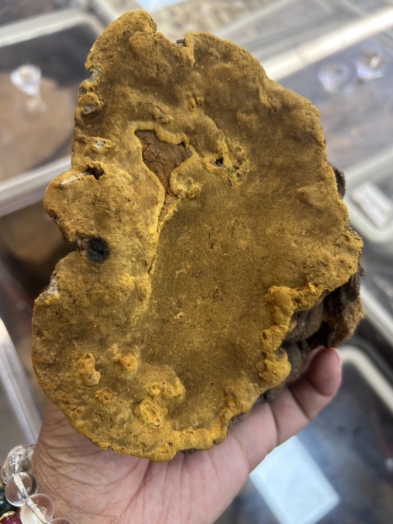 西藏野生桑树桑黄常年供货量大从优全国发货，保质保量