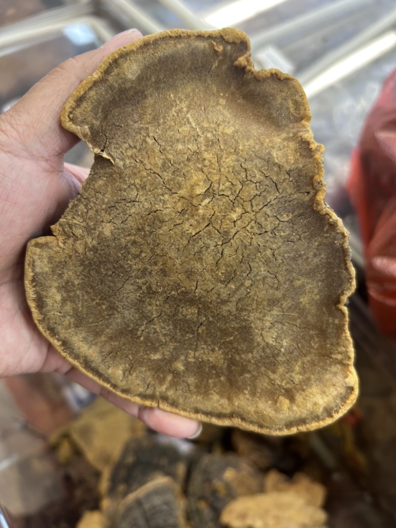 西藏野生桑树桑黄常年供货量大从优全国发货，保质保量