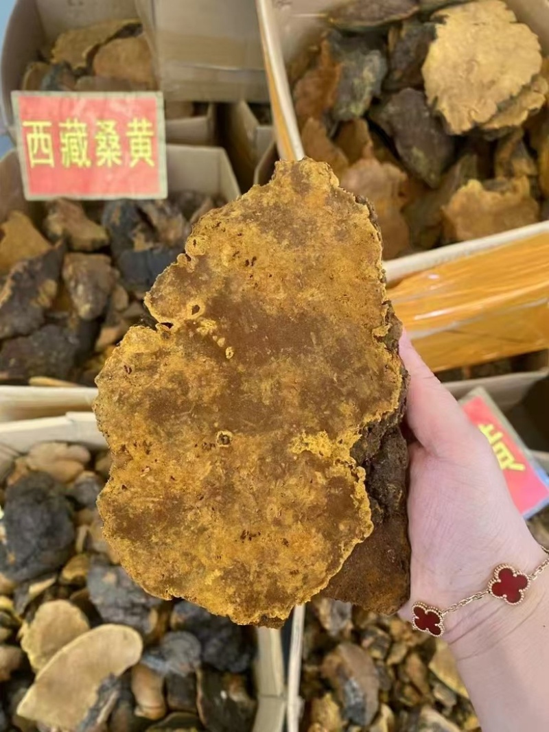 西藏野生桑树桑黄常年供货量大从优全国发货，保质保量