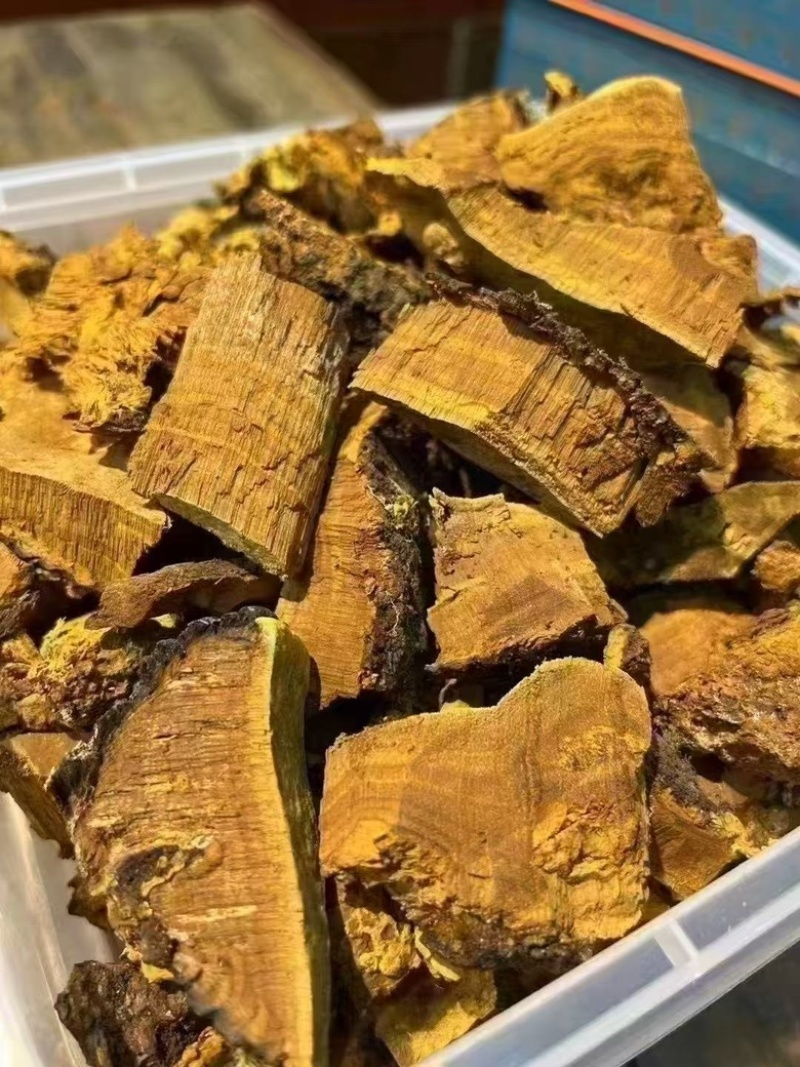 西藏野生桑树桑黄常年供货量大从优全国发货，保质保量