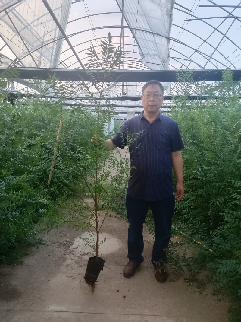 文冠果苗