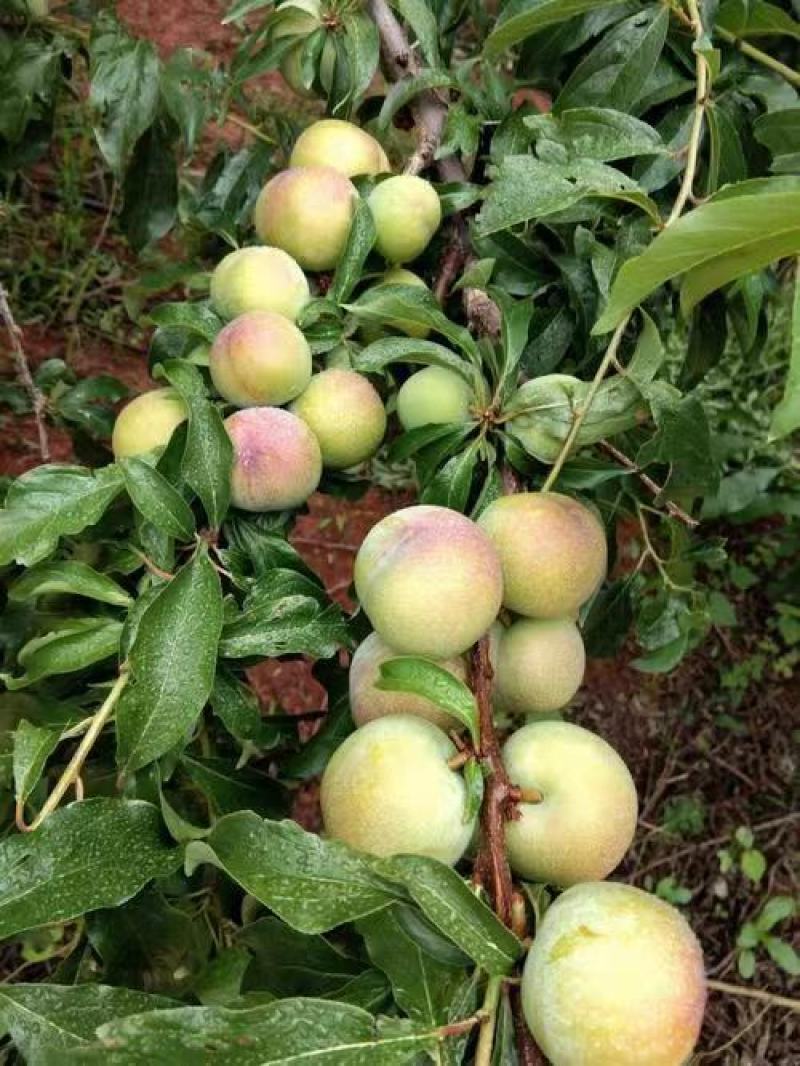 贵州高山露天李子半边红规模化种植口感脆甜