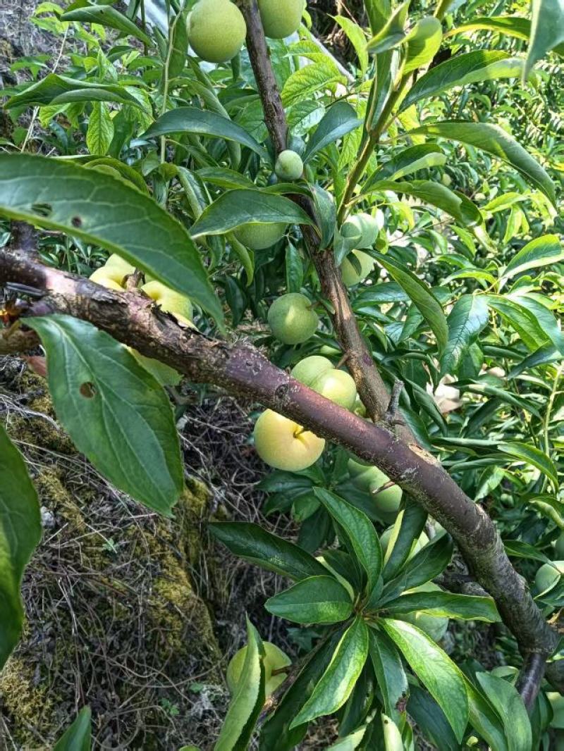 贵州高山露天李子半边红规模化种植口感脆甜