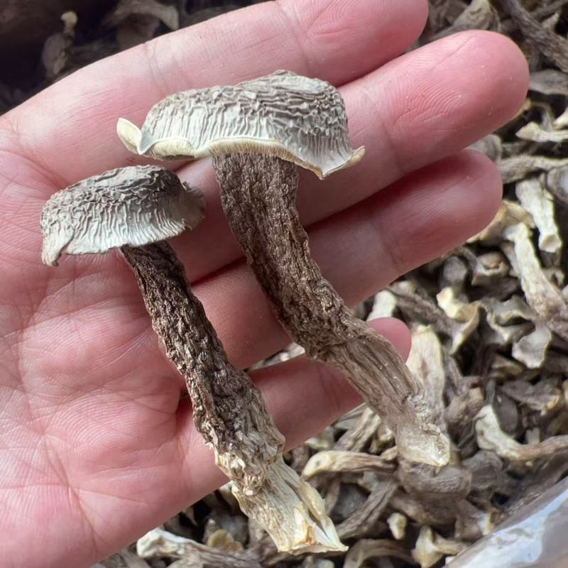 鹿茸菇地摊电商批发厂家直销鹿茸菇干干鹿茸菇菌菇