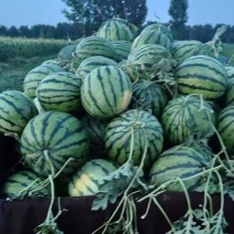 自家种植京欣品种西瓜