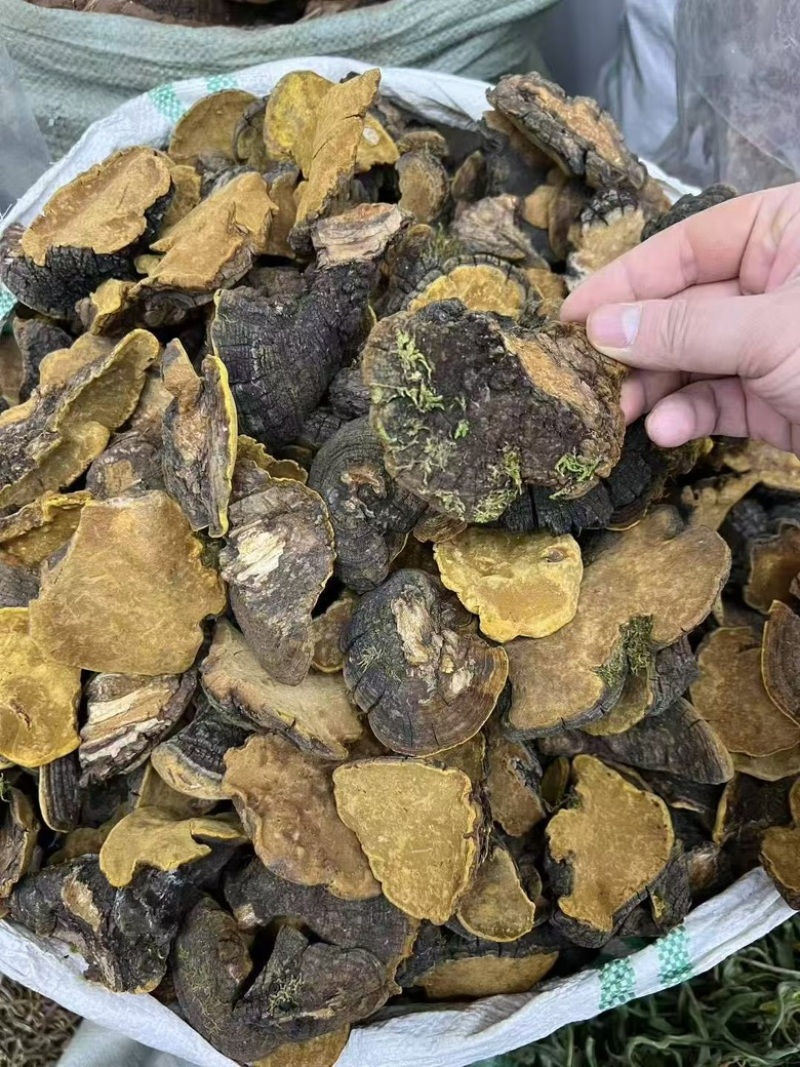 西藏野生岩桑桑黄产地直供一手货源，全国包邮