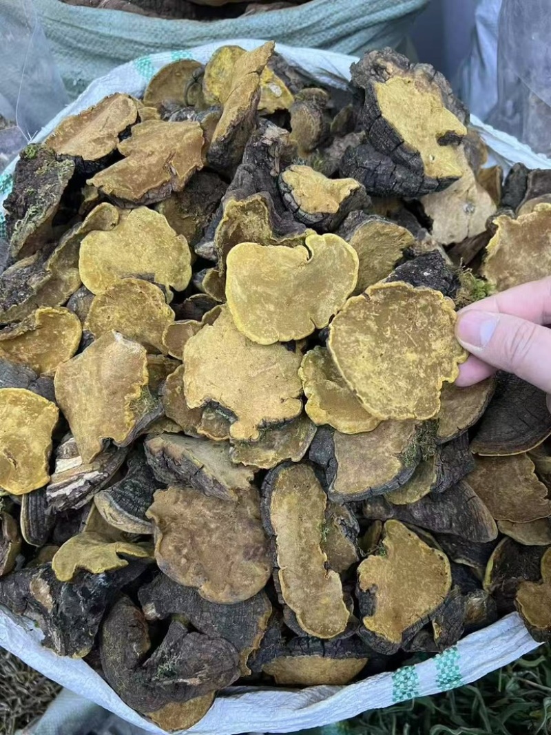 西藏野生岩桑桑黄产地直供一手货源，全国包邮