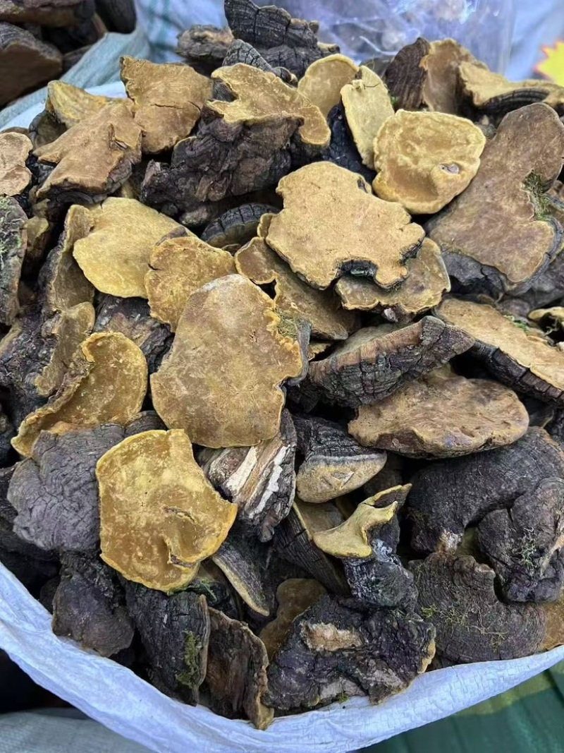 西藏野生岩桑桑黄产地直供一手货源，全国包邮