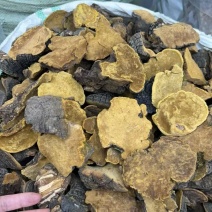 西藏野生岩桑桑黄产地直供一手货源，全国包邮