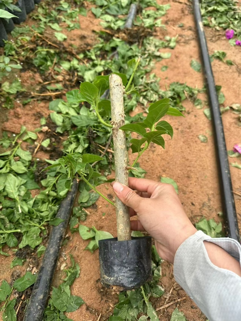 云南紫25-30杆