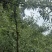 青脆李
