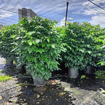 幸福树，基地直销
