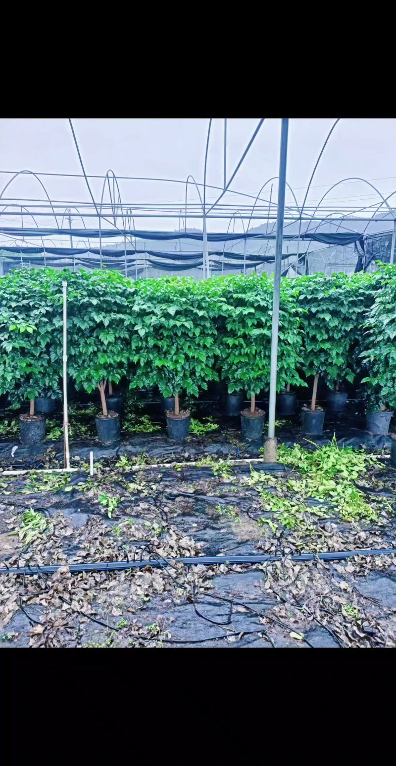 幸福树，基地直销