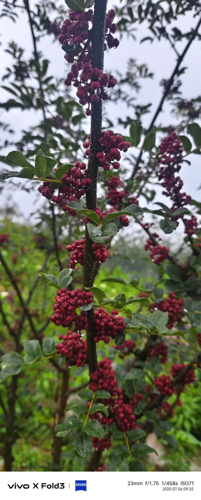花椒