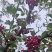花椒