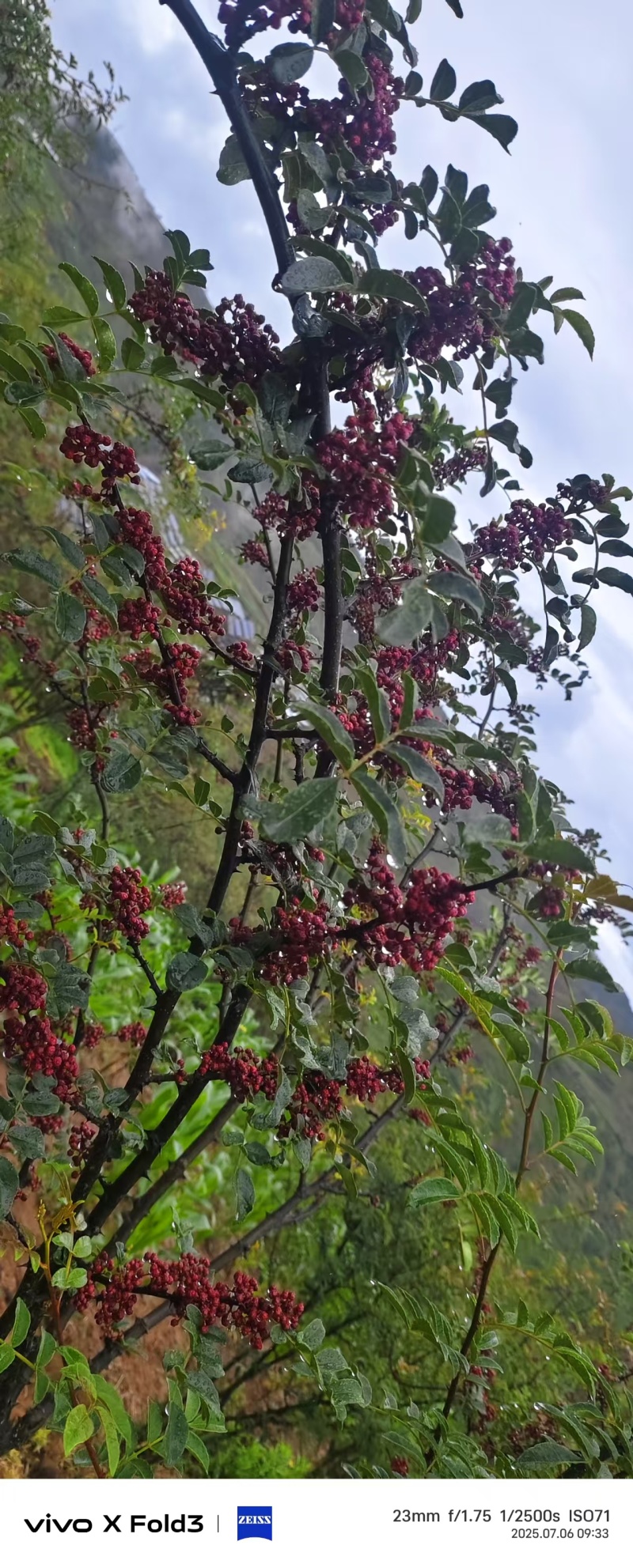 花椒